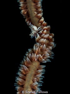 My God, it's full of stars! Wire Coral Shrimp - Pontonide... by Stefan Follows 